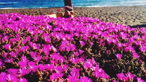 Close-up of purple flowers on field