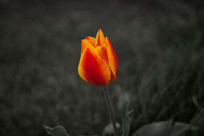Close-up of yellow tulip blooming outdoors