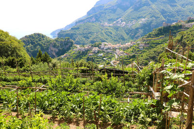 Scenic view of vineyard against mountains