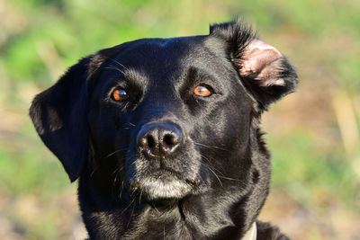 Close-up portrait of a black labrador retriever with an inside out ear