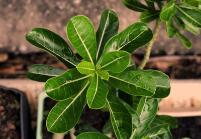 High angle view of plant leaves on field