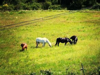 Cows grazing on grassy field