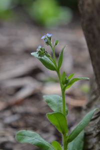 Close-up of flowering plant on field