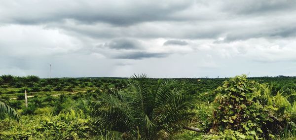 Plants growing on land against sky