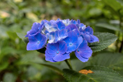 Close-up of purple flowering plant