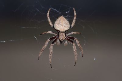 Orb weaver spider hanging on its web