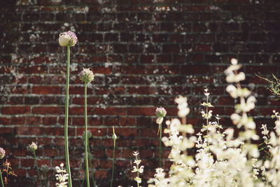 Plant growing on wall