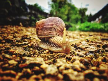 Surface level of snail on ground