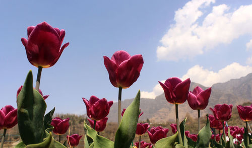 Close-up of pink tulips on field against sky