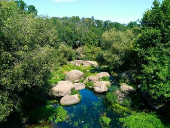 Scenic view of river in forest