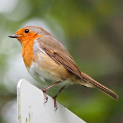 Close-up of bird perching outdoors