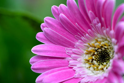 Close-up of flower blooming outdoors