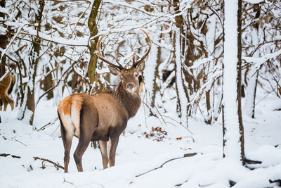Portrait of deer in snow