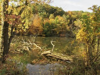 Scenic view of lake in forest