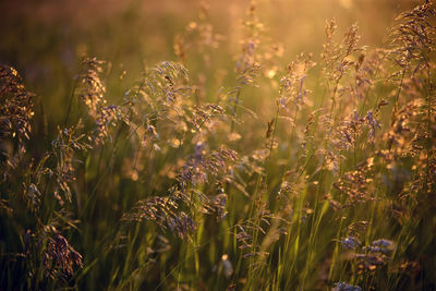 Close-up of flowering plants on field