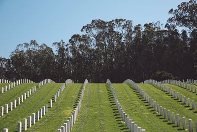 Trees in cemetery against clear sky