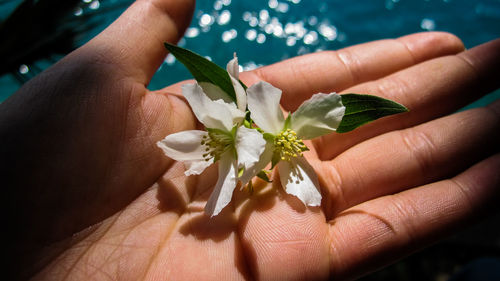 Close-up of hand holding flower