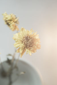 Close-up of daisy flowers