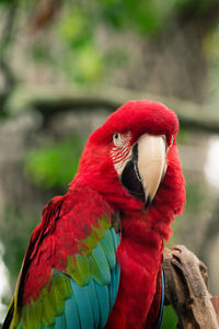 Close-up of parrot perching on branch