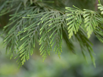 Close-up of pine tree leaves