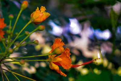 Close-up of yellow flowering plant during autumn