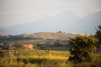 Scenic view of agricultural field against sky