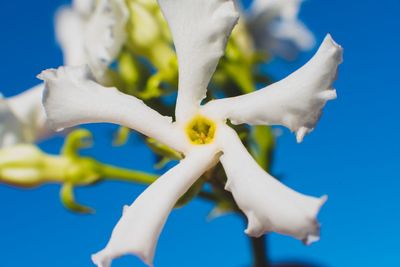 Close-up of white flowers against blue background