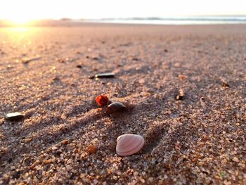 Close-up of crab on sand at beach against sky