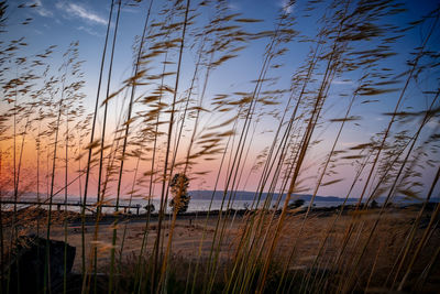 Plants growing on land against sky during sunset