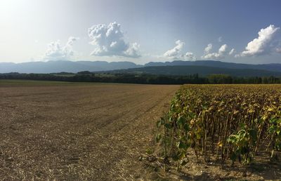 Scenic view of field against sky