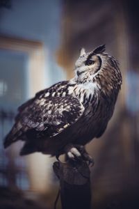 Close-up of bird perching