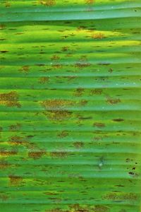 Full frame shot of green leaves