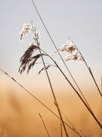 Low angle view of stalks against sky at sunset