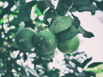 Close-up of fruits growing on plant