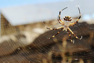 Close-up of spider and web against blurred background