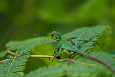 Close-up of lizard on leaf