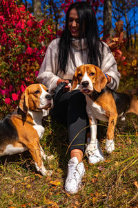 Dogs on grassy field