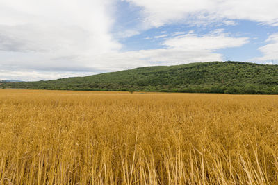 Scenic view of agricultural field against sky