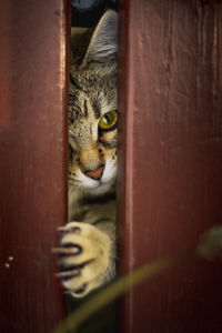 Portrait of a cat