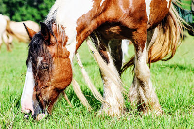 Gypsy horse grazing in field