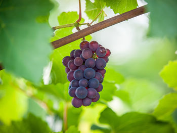 Close-up of grapes growing in vineyard