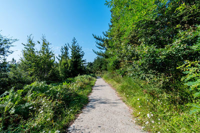 Road amidst trees against sky