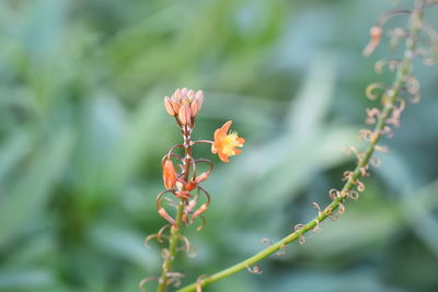 Close-up of red flowering plant