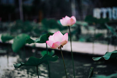 Close-up of pink lotus water lily