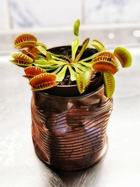 Close-up of potted plant in jar on table