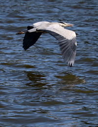 Bird flying over lake