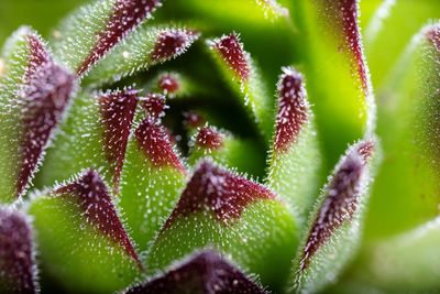 Close-up of succulent plant