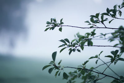 Low angle view of plant against sky