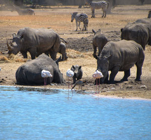 Horses in a lake