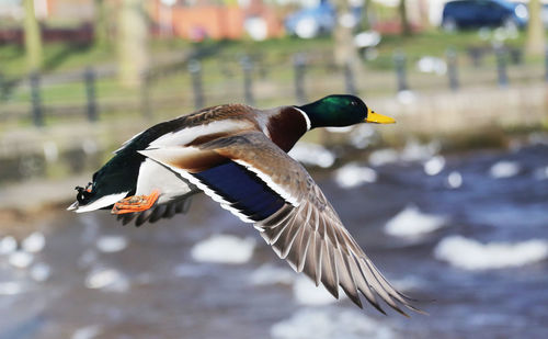 Close-up side view of a bird against blurred water